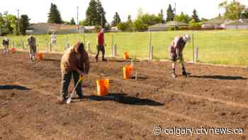 Calgary Lions club members planting 5000 trees this spring - CTV Toronto