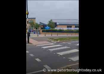 WATCH: The moment a family of swans use a Peterborough level crossing - Peterborough Telegraph