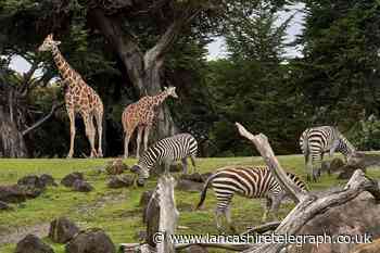 Lancashire has one of the best zoos in the country - can you guess where it is?