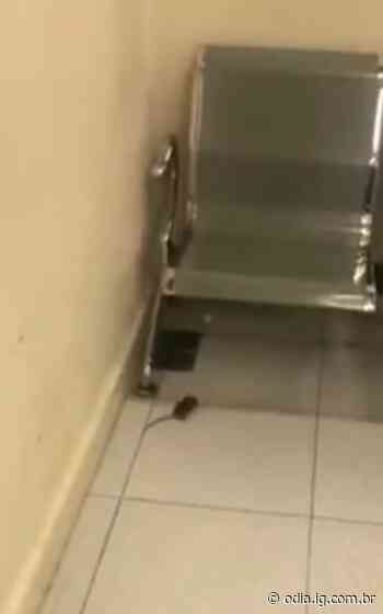 Hospital Miguel Couto sofre com infestação de ratos | Rio de Janeiro | O Dia - O Dia