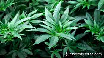 Florida Supreme Court nixes recreational marijuana ballot proposal