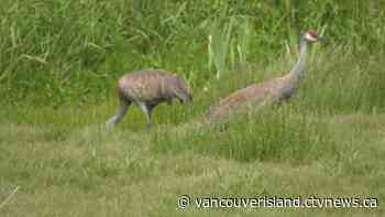 Greater Victoria birdwatchers flock to Saanich wetland to eye rare cranes - CTV News VI
