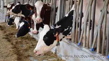 Nieuwe haard van rundertuberculose op melkveebedrijf in Oost-Vlaanderen - Landbouwleven
