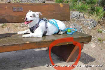Dog bit by baby rattler at popular Vernon park – Vernon Morning Star - Vernon Morning Star