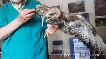 imola bologna Salvata sul lungofiume Santerno una giovane poiana ferita all'ala - Gazzetta di Bologna
