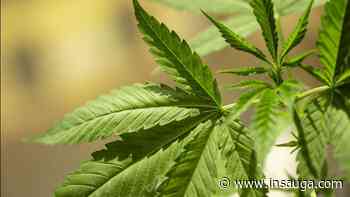 Report suggests medical marijuana should be grown indoors-only in Niagara Falls - insauga.com