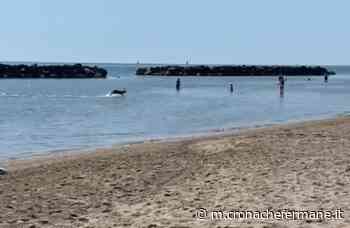 Capriolo saltella in mare a Lido di Fermo tra lo stupore dei bagnanti (Il Video) - Cronache Fermane