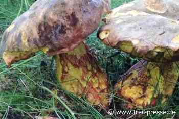 Ein Schwammefreund mit Leidenschaft für Pilze - Freie Presse