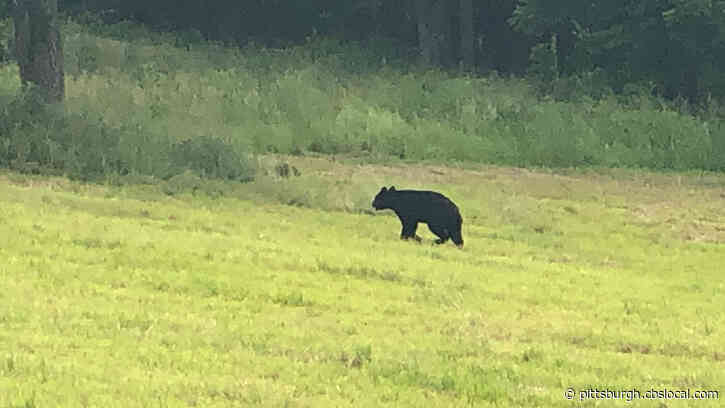 Black Bear Spotted Roaming Near Rt. 981 In New Alexandria