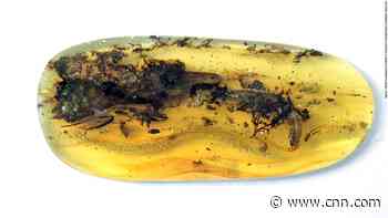 A tiny dinosaur trapped in amber turned out to be a 'really weird animal' instead