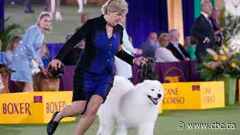Westminster Dog Show working group winner has Toronto connection - CBC.ca