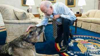 Bidens announce their 'beloved' German Shepherd Champ has died