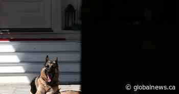 ‘Cherished companion’: Biden announces death of family dog, Champ