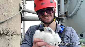 Young falcons prepare to take wing after hatch, banding in Duluth