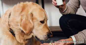 The best tricks and gadgets to get your dog to take their medication - Essex Live