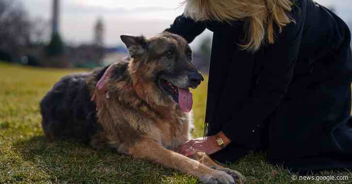 Champ, Presidential Pet German Shepherd, Dies at 13 - The New York Times