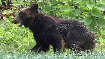Japanese hunters fatally shoot bear after hours-long rampage that injured 4