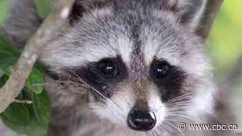 With clock ticking, doctors, pharmacists come to the rescue after 1-year-old eats raccoon feces