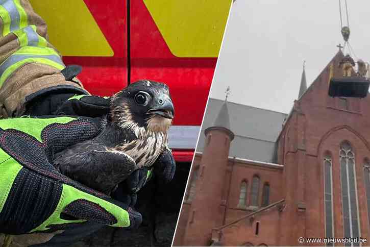 Brandweer moet torenvalk redden uit kerktoren in Ronse