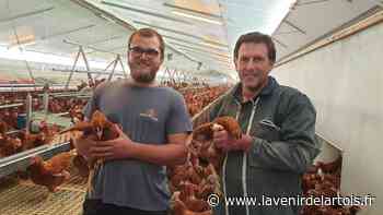 Près d'Arras, 14 000 poules bientôt au plein air sur 6 hectares (vidéo) - L'Avenir de l'Artois
