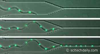 How Some Fungi That Cause Diseases Can Grow Through Tiny Gaps