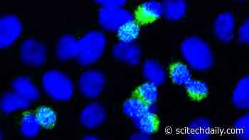 Scientists Discover a Novel Defense Mechanism Against the COVID-19 Coronavirus