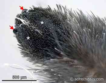 Weird Spider Hair Discovery May Inspire Powerful – Yet Reversible – Adhesives