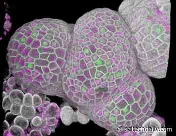 Solving a Long-Standing Biological Mystery: How Cells Measure Themselves