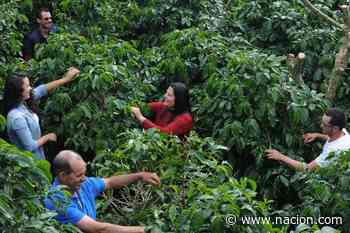 Café de Los Santos gana los tres primeros lugares en concurso para elegir el mejor grano de Costa R - La Nación Costa Rica