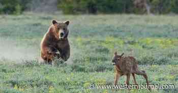 Massive 'Grizzly 399' Takes Down Elk Calf, Brutal Nature Scene Caught on Camera