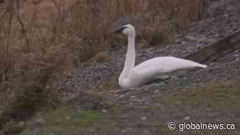 More trumpeter swans killed by lead shot in B.C. border lake