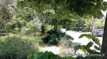 L’erba sui marciapiedi e terreni attigui contestata dall’associazione Quartiere Capizzaglie che si rivolge al Comune - LameziaInforma