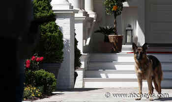 First dog Champ dies 'peacefully at home,' president and first lady say