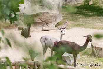 Alpaca's verhuizen van Planckendael naar Antwerpen - Gazet van Antwerpen