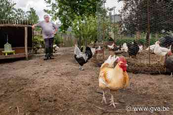 Onderzoek naar PFOS in heel Vlaanderen: bevolking moet “voedingsdriehoek volgen en afwisselend eten” - Gazet van Antwerpen