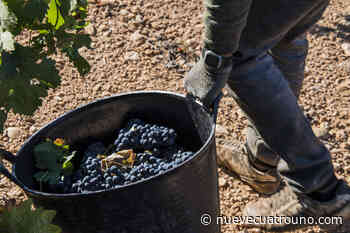 Normas para la vendimia 2021 en Rioja: 6.500 kilos por hectárea en tintas - NueveCuatroUno