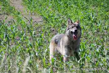Wandelaars in Lozen twijfelen: een wolf of een hond? - Het Nieuwsblad
