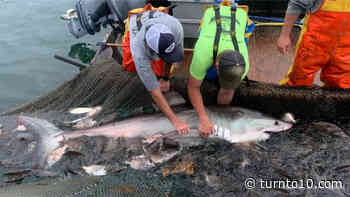 Great white shark tagged in Rhode Island waters for first time - WJAR