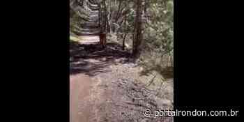Vídeo registra momento em que homem é perseguido por leão da montanha durante caminhada; assista - Portal Rondon