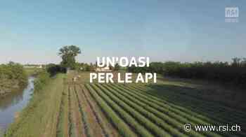 Un prato fiorito per api felici - RSI.ch Informazione