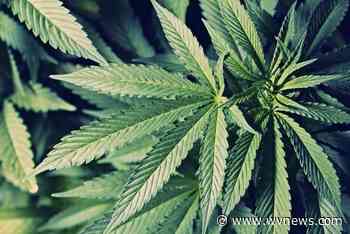 Harvest Care Medical aims to finish medical cannabis facility in Bridgeport, West Virginia, in coming months - WV News