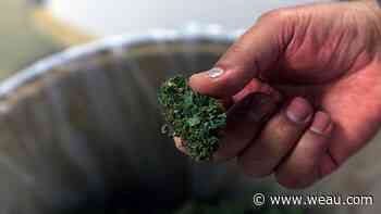 Medical marijuana patients in Minnesota seek gun rights - WEAU