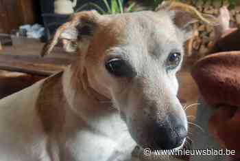 Grootschalige zoektocht naar hondje Kira dat verdween in Hazewinkel