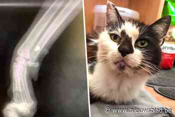 Katje overleeft als bij wonder nadat het doorzeefd wordt met 17 kogels