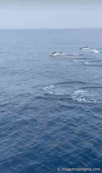Branco di delfini avvistato al largo di Capri - Magazine Pragma - Magazine Pragma