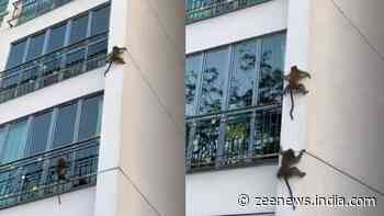 Mission Impossible! Monkeys playfully slide off building wall, netizens left speechless - Watch