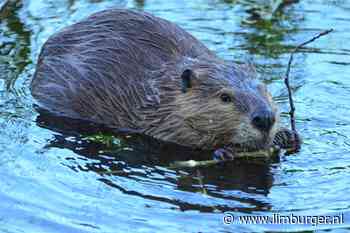 Knaagschade aan sluisdeuren en verzakte fietspaden: de bever veroorzaakt in Maastricht voor tonnen schade - De Limburger