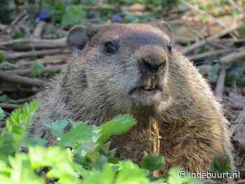 Bijzonder: bever wandelt over dijk in Gouda - indebuurt