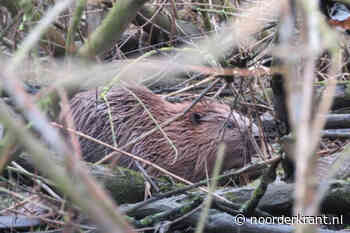 Bever gezien rond Appingedam: dat betekent een risico voor waterveiligheid zegt Waterschap Noorderzijlvest. 'Dijken kunnen bezwijken door graafschade' - Noorderkrant