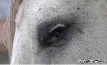 Oproep: de Universiteit van Gent is op zoek naar paarden met geboren oogafwijking! - equnews.be